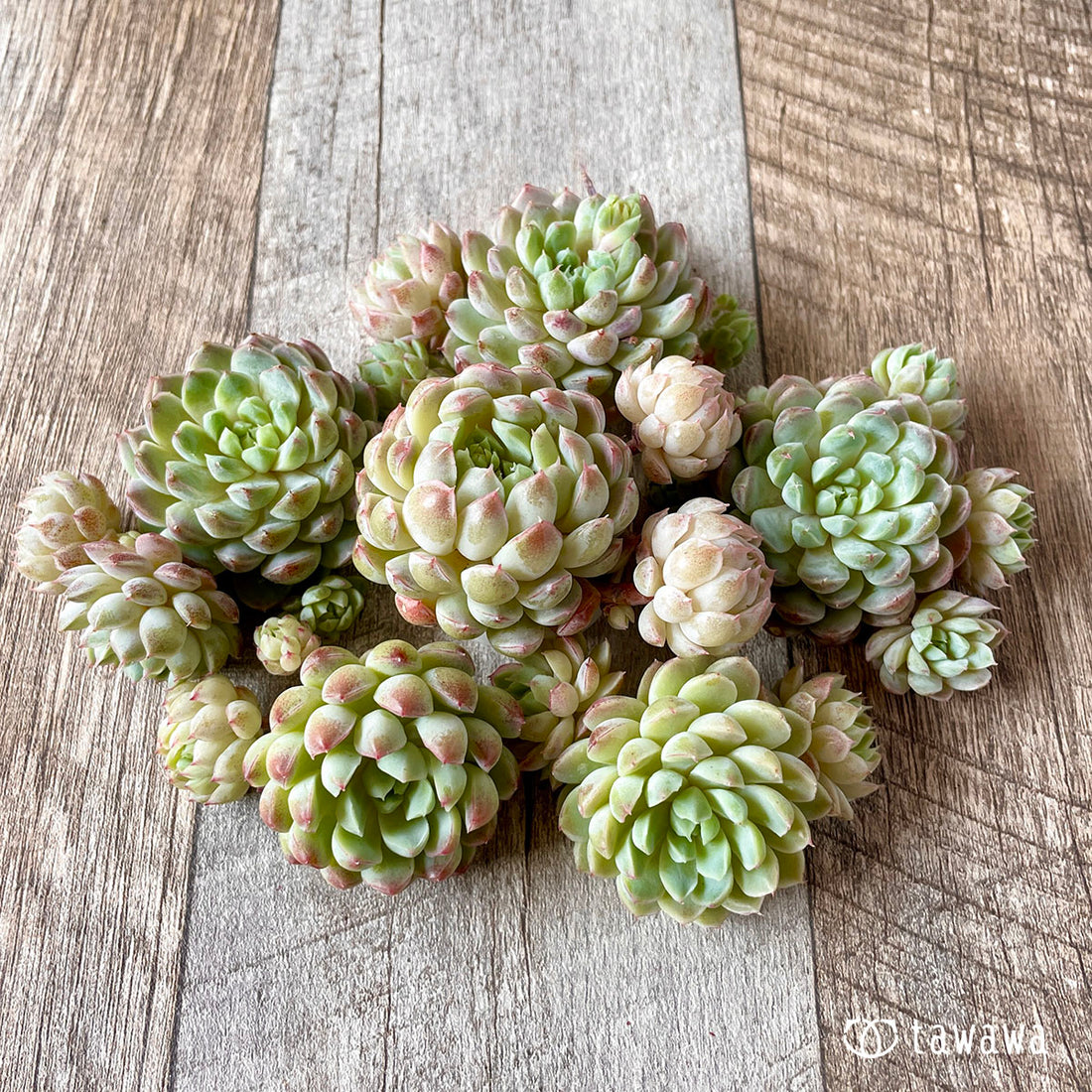 New Arrival* Star Mark