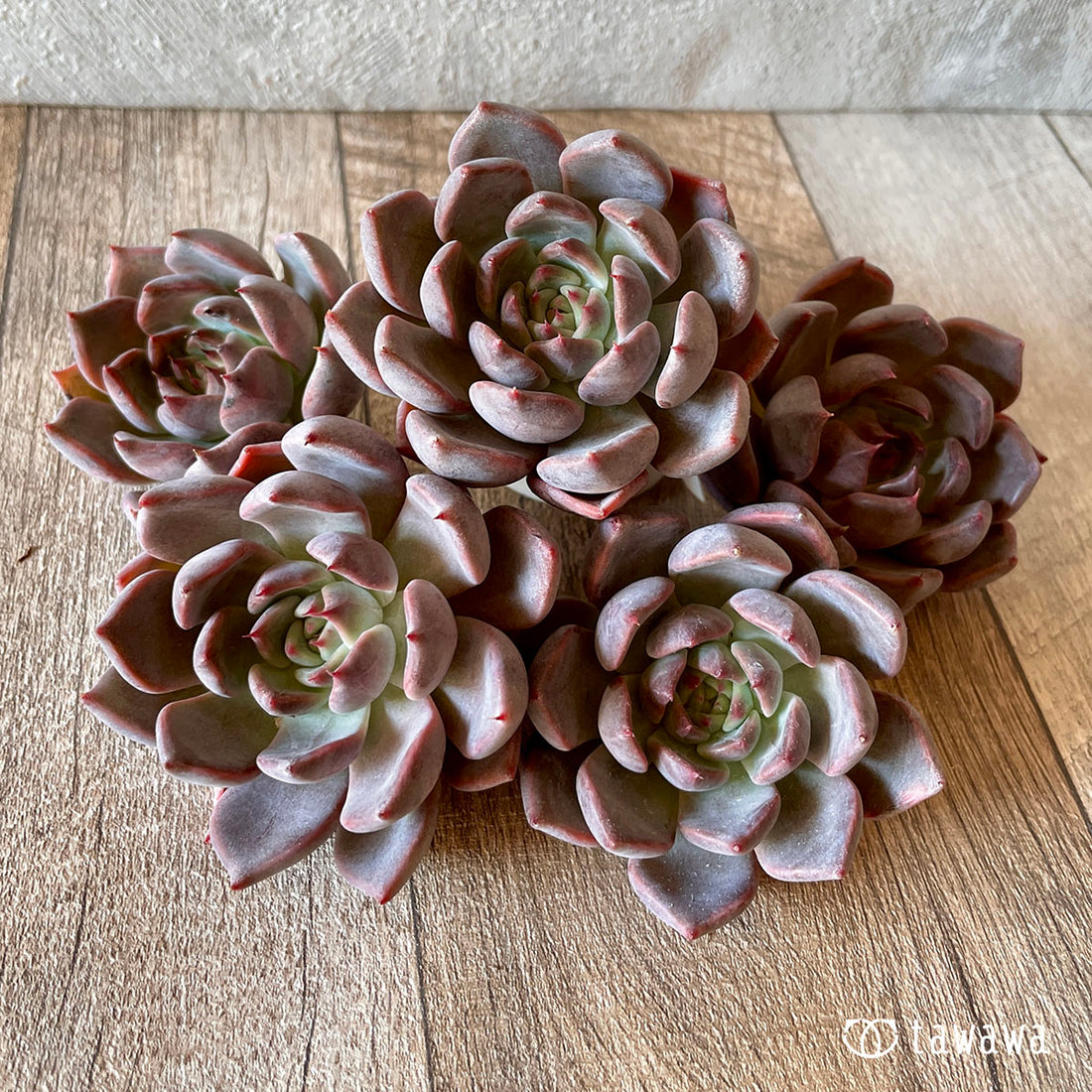 New Arrival* Cubic Frost