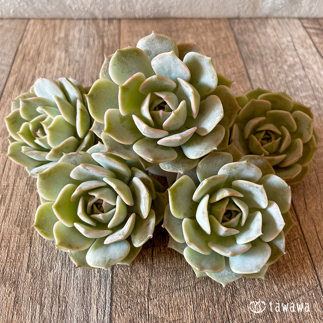 New Arrival* Cubic Frost