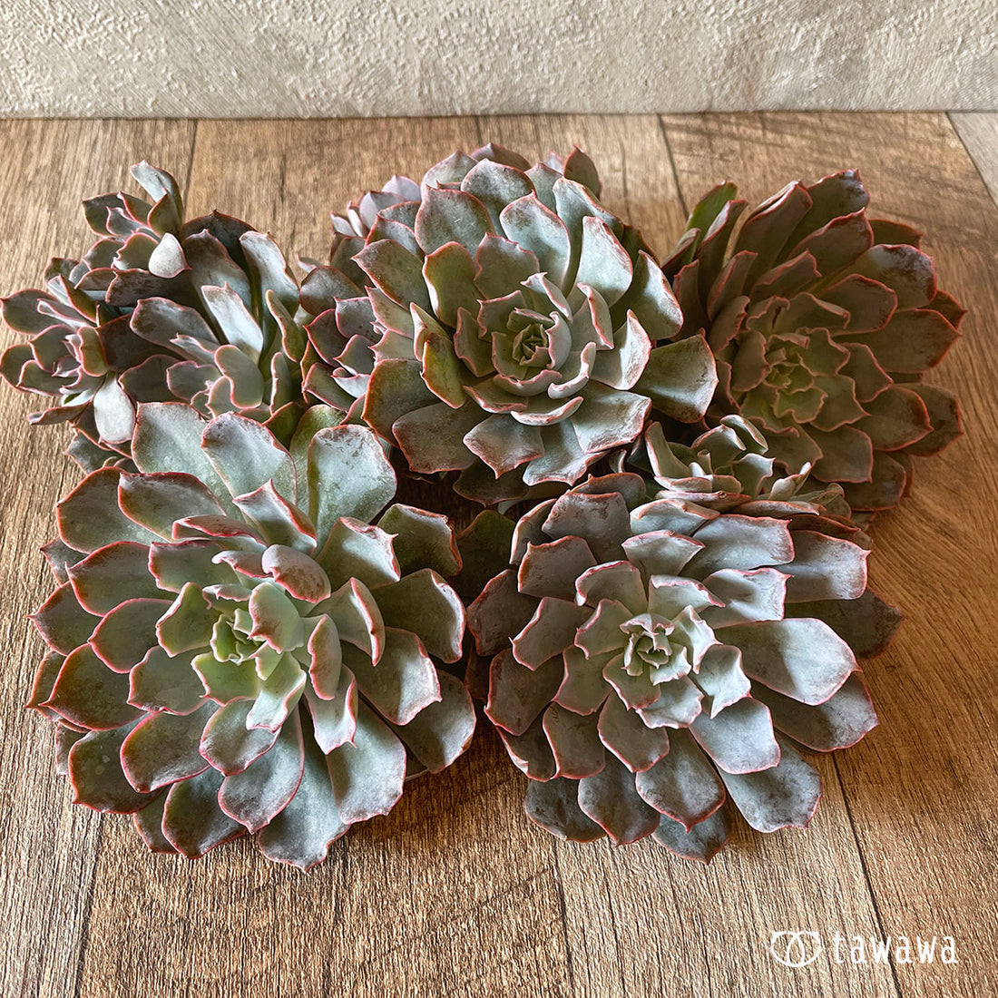 New Arrival* Cubic Frost