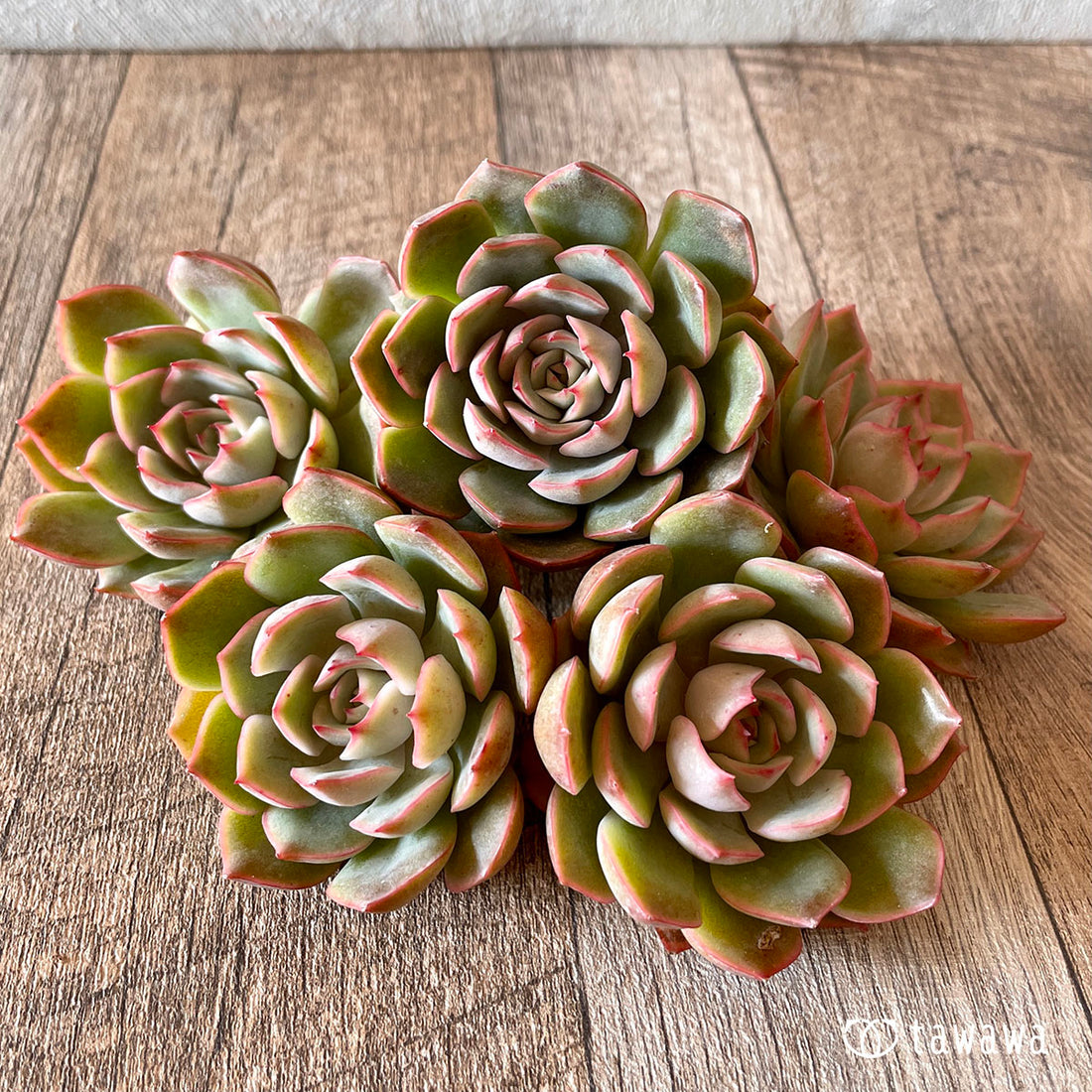 Egeria (disease characterized by symptoms suggestive of premature aging)