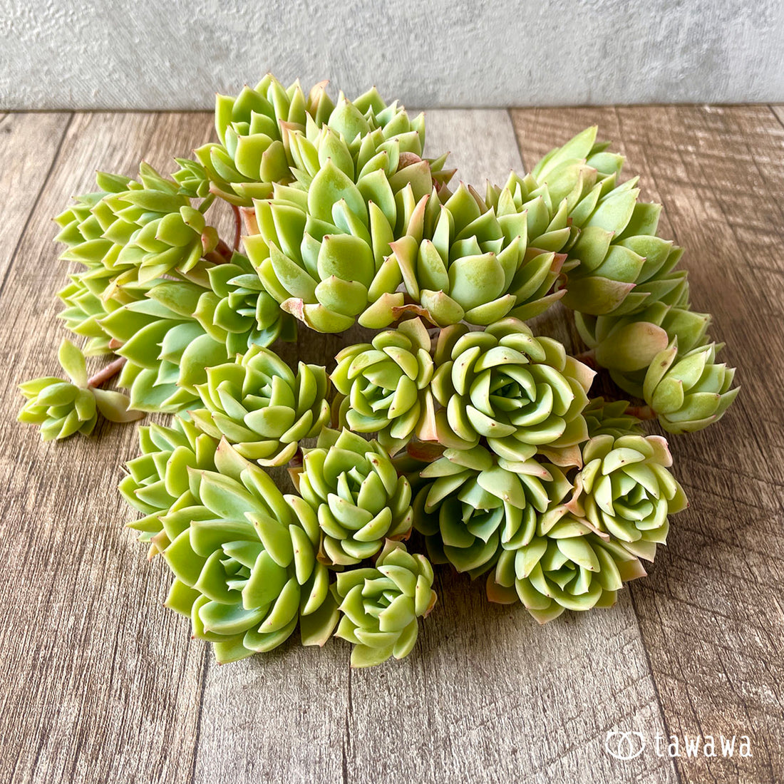 New Arrival* Star Mark