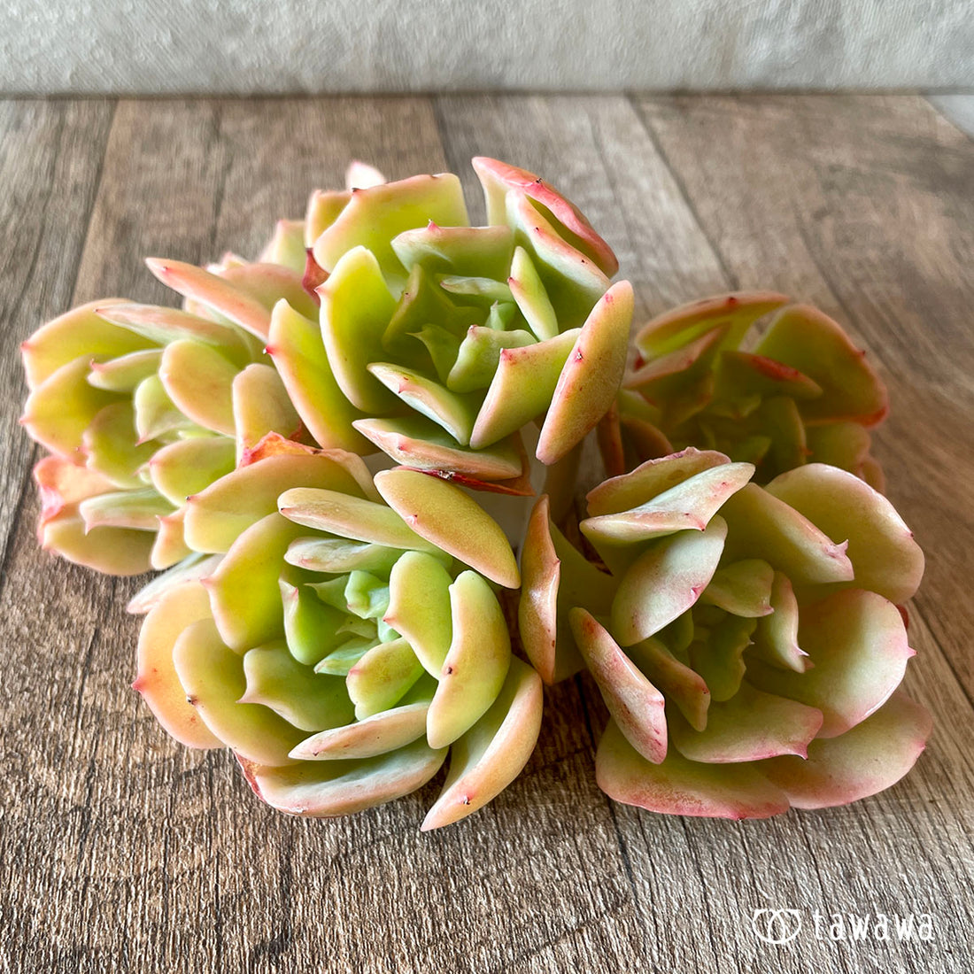 New Arrival* Cubic Frost