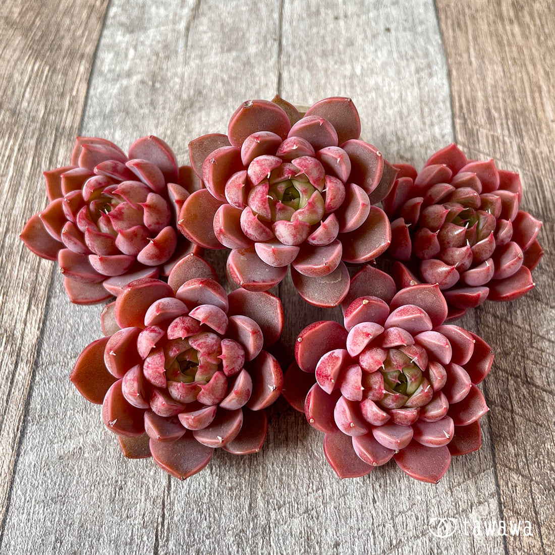 New Arrival* Star Mark