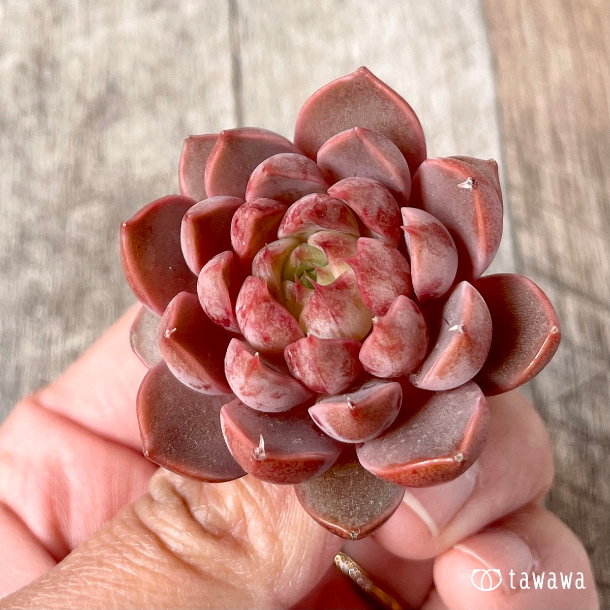 アンバーローズ – 多肉植物の通販・販売サイト tawawa アンバーローズ – 多肉植物の通販・販売サイト tawawa