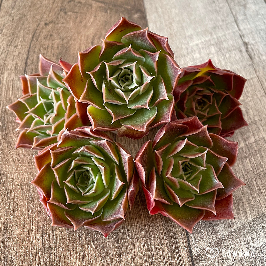 New Arrival* Cubic Frost