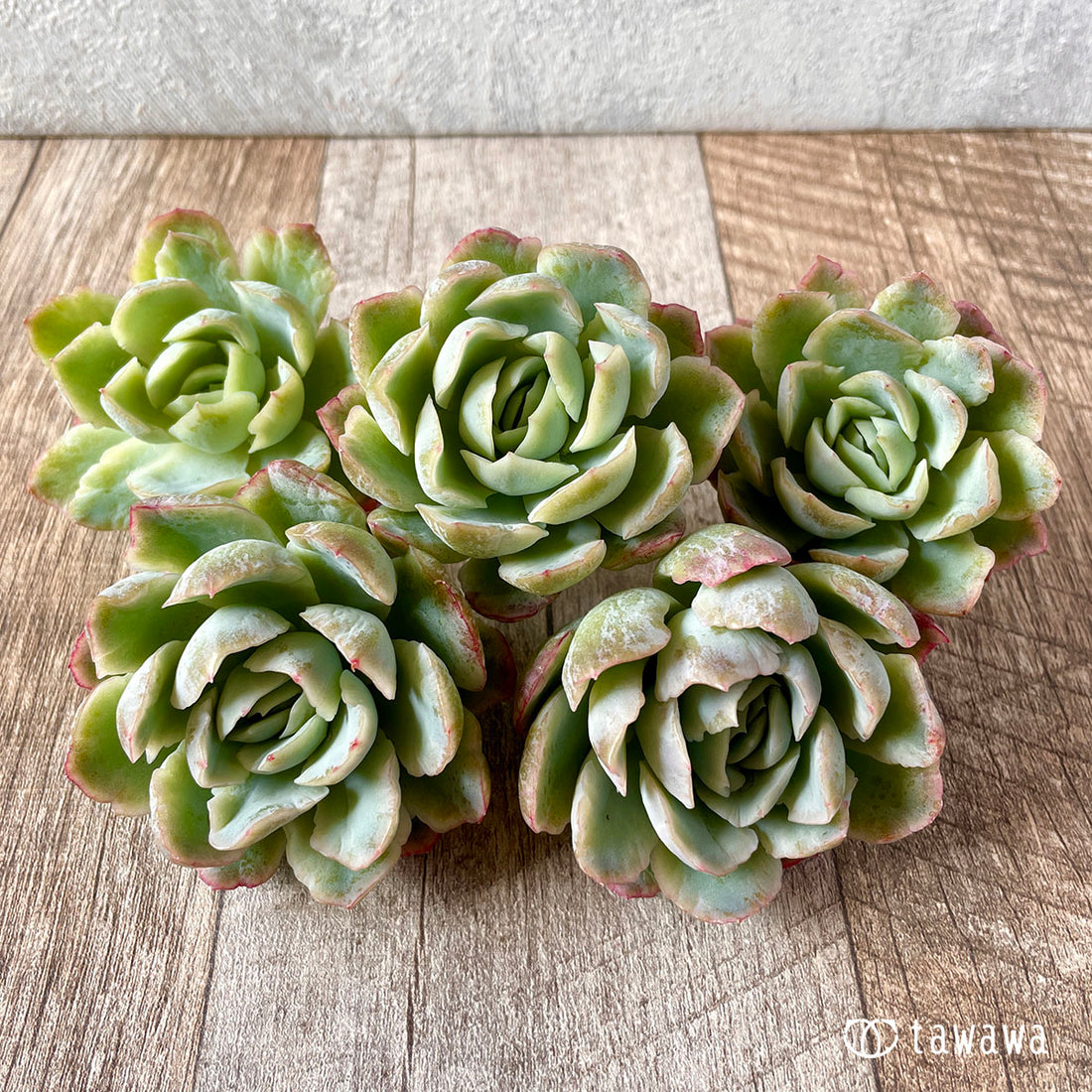 New Arrival* Star Mark