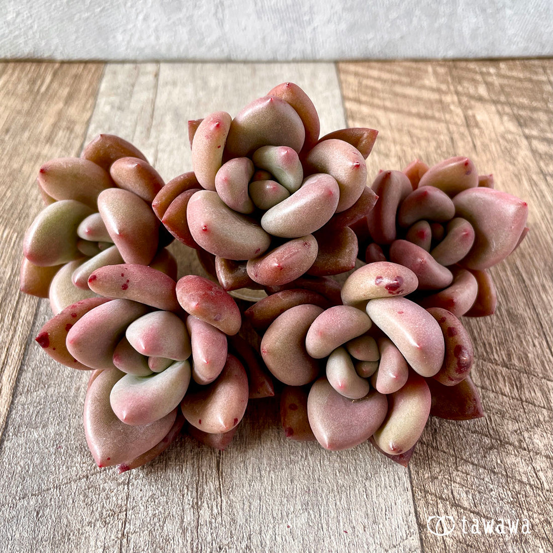 New Arrival Pink Champagne