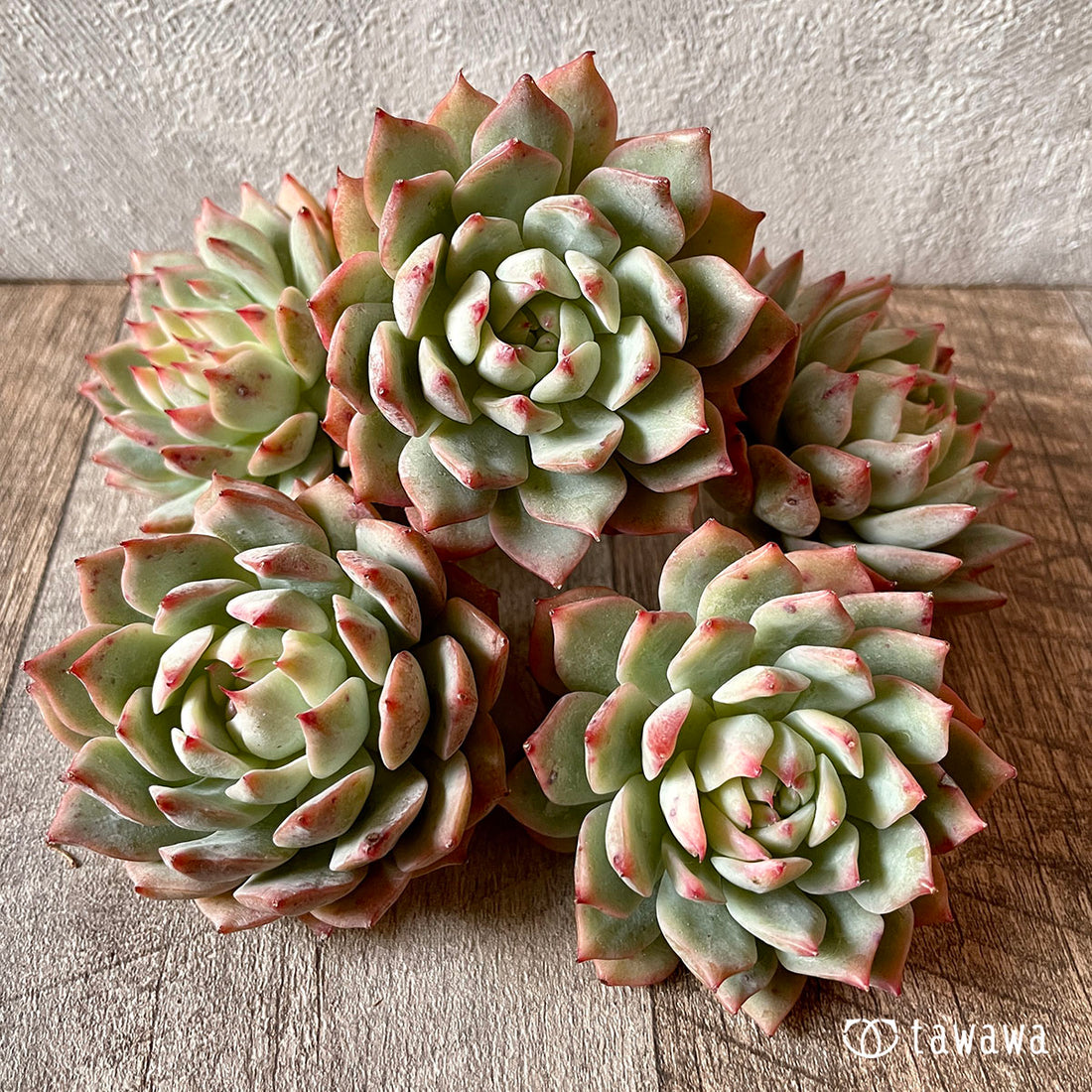 New Arrival* Cubic Frost