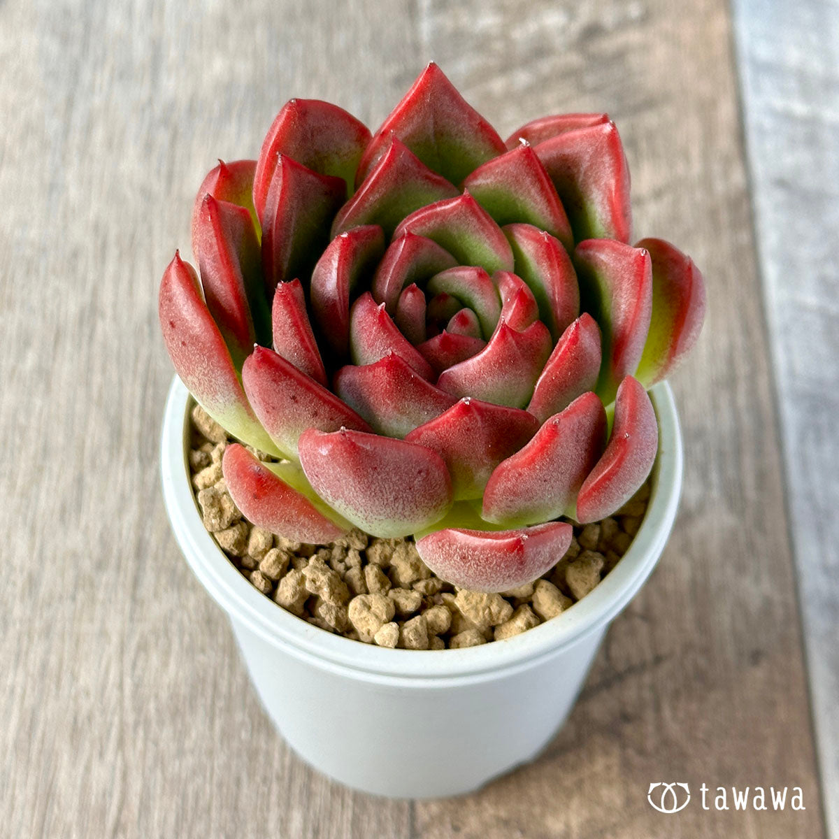 激安の 多肉植物❤️フロリディティール ❤️1頭12cm!拔き苗！三年生