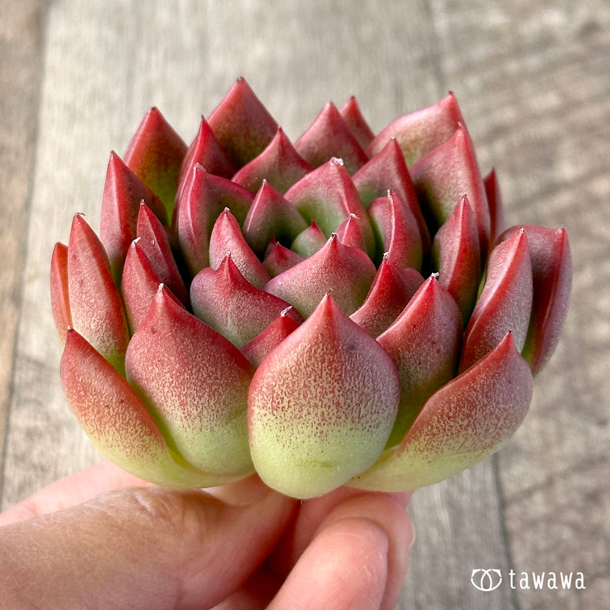 Floridile