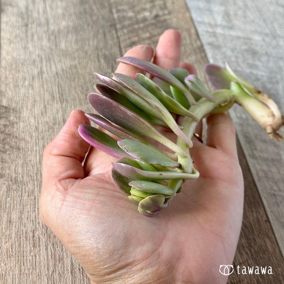 silver moon succulent silver moon – 多肉植物の通販・販売サイト tawawa