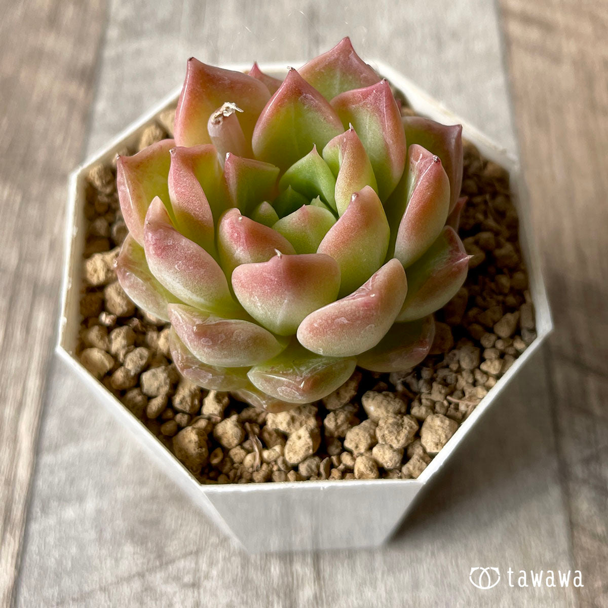 하이롤라(챔피싹)