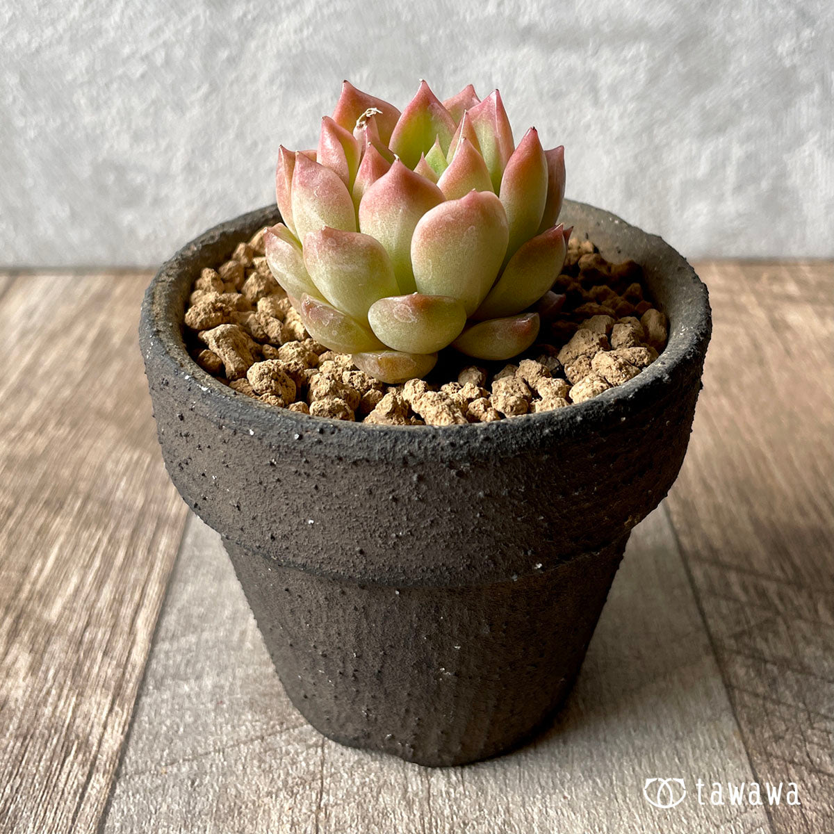 하이롤라(챔피싹)