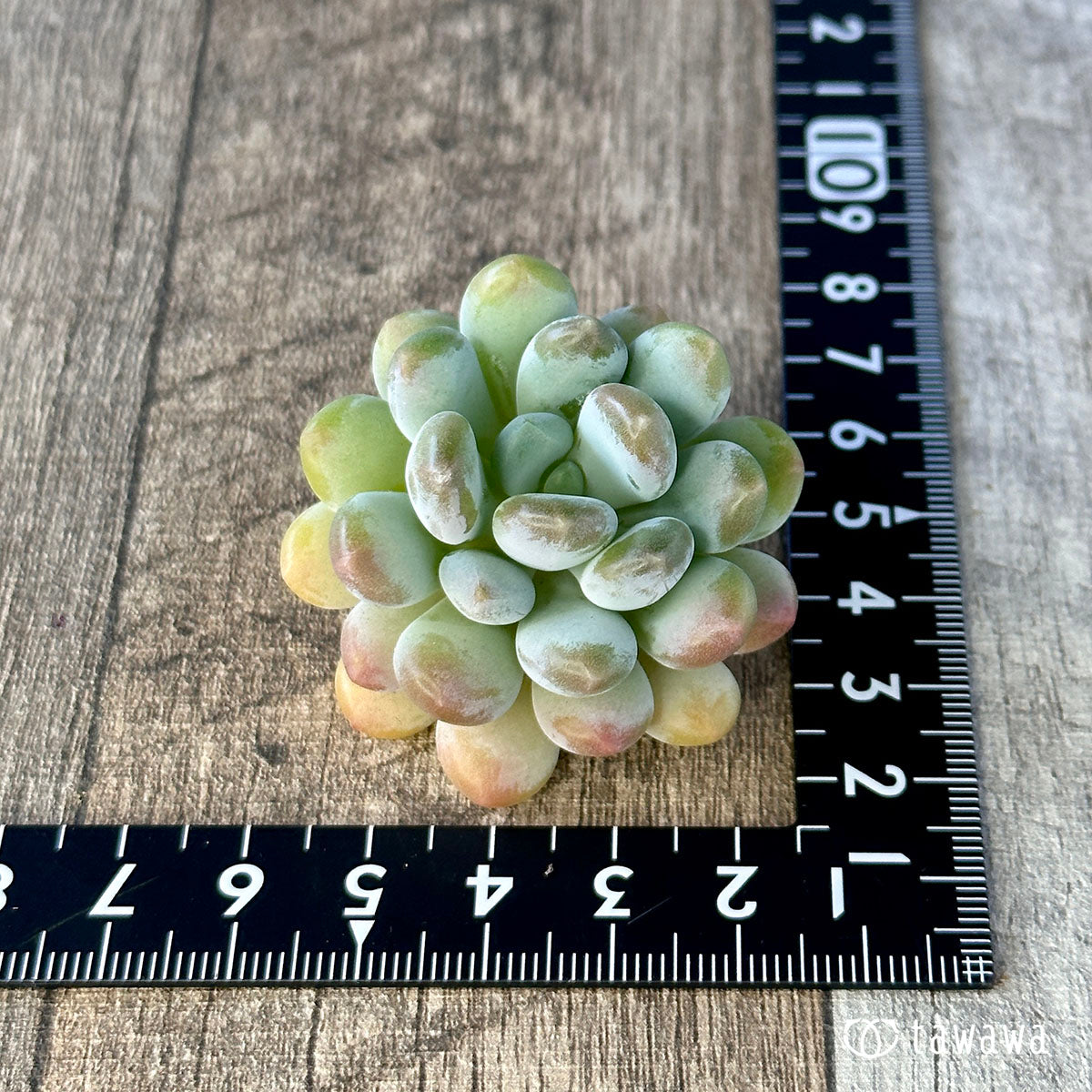 パキフィトイデス　ウォルス