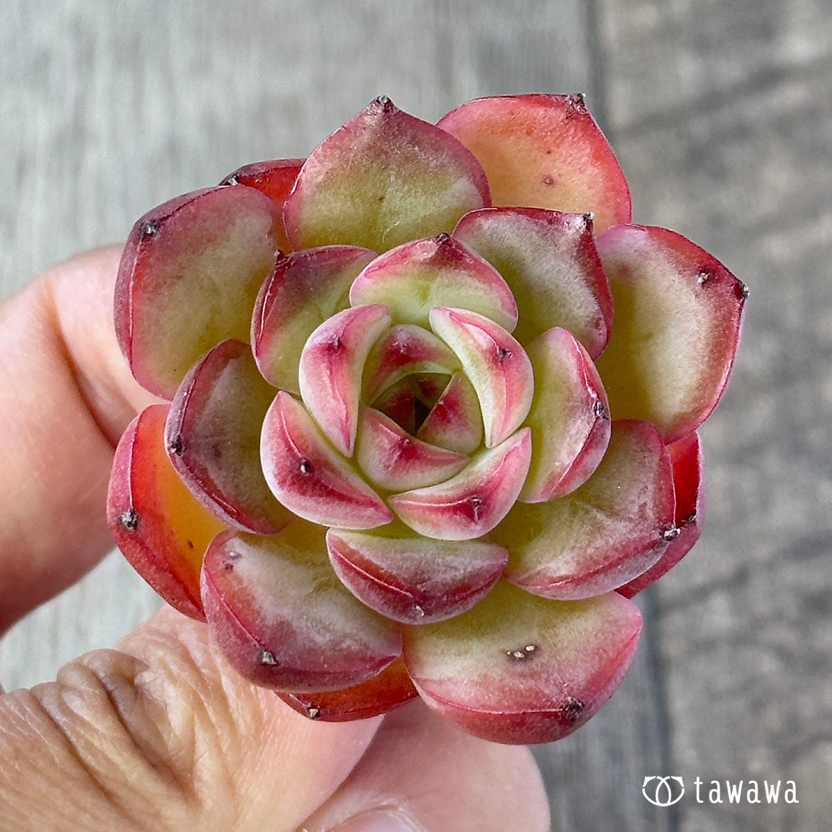 모산 
