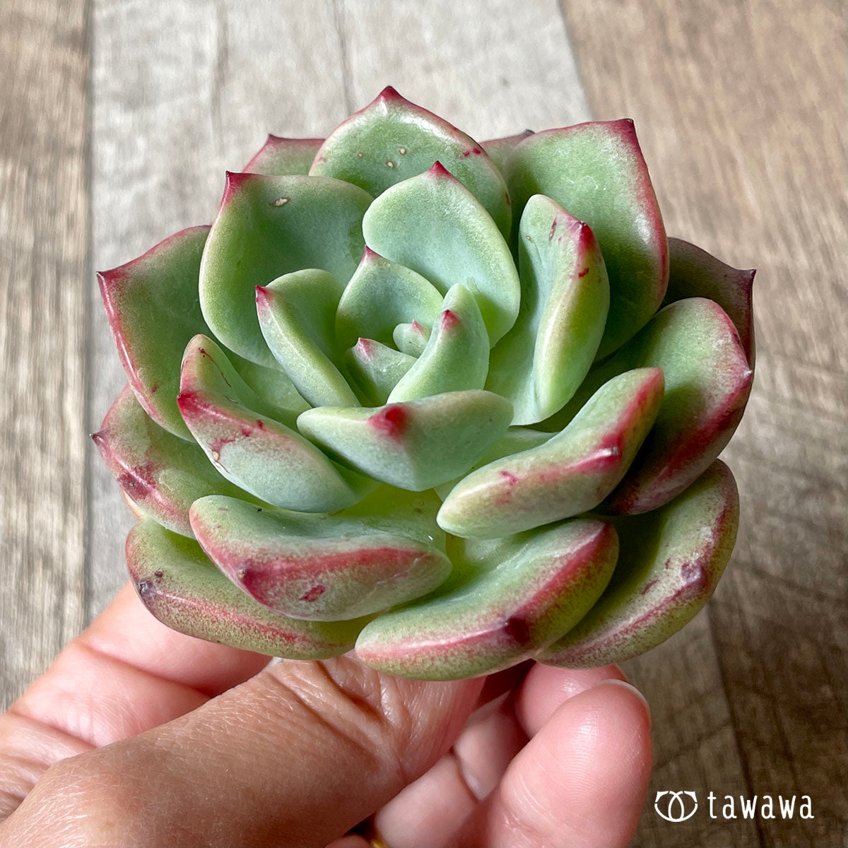 その他センセーション 多肉植物