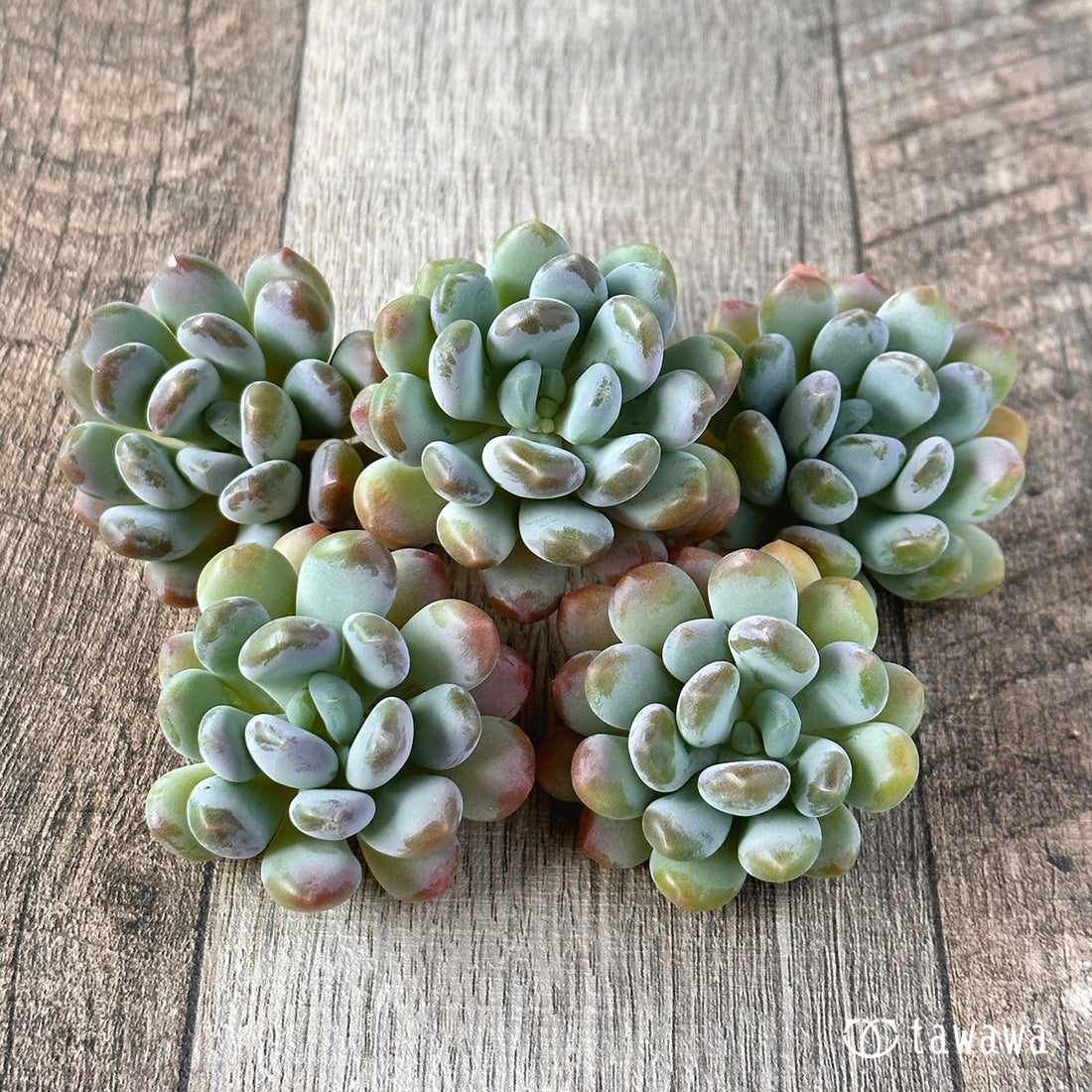 New Arrivals: Ice Green