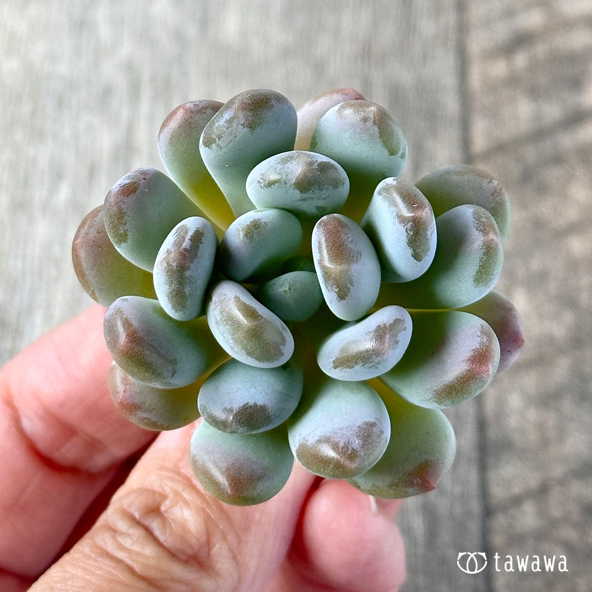 パキフィトイデス　ウォルス