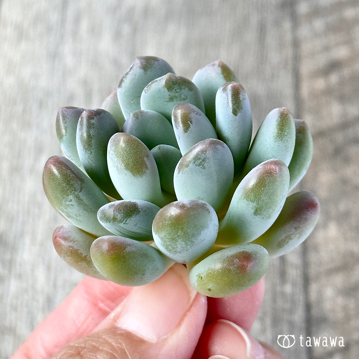 パキフィトイデス　ウォルス
