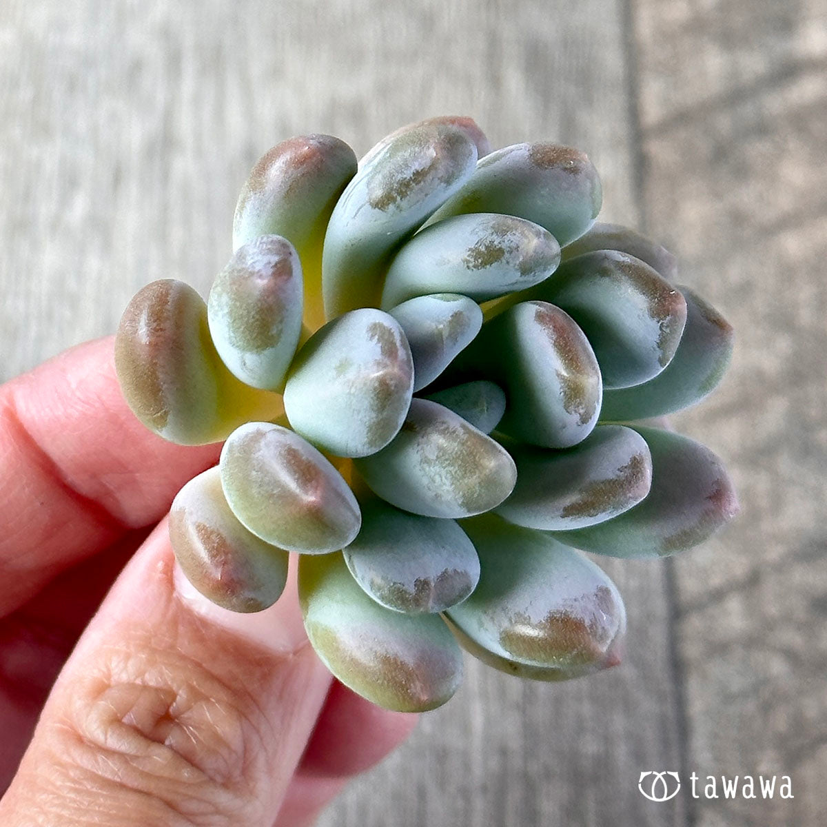 パキフィトイデス　ウォルス