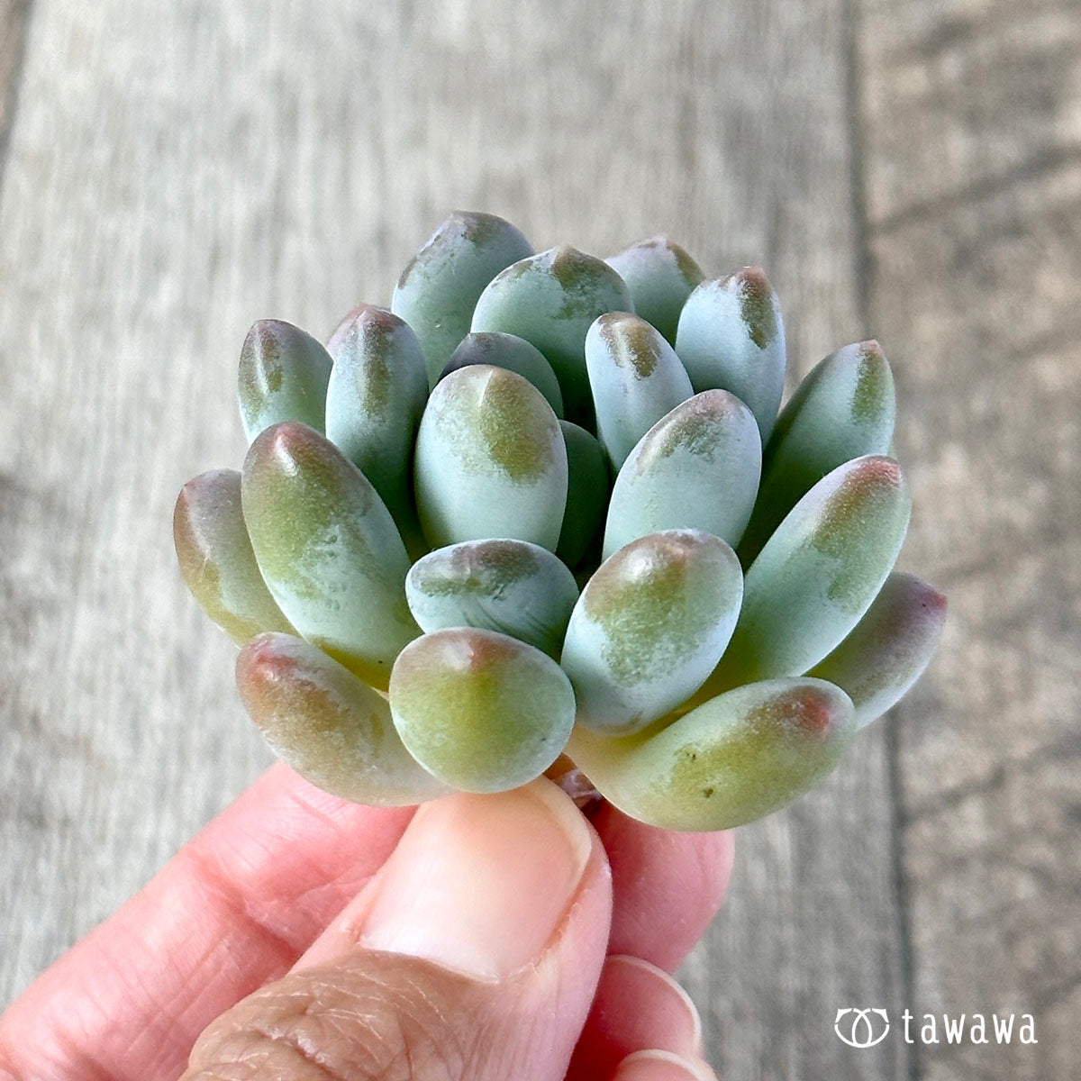 パキフィトイデス　ウォルス