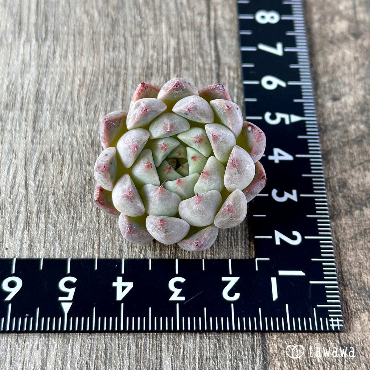 New Arrivals: Ice Green