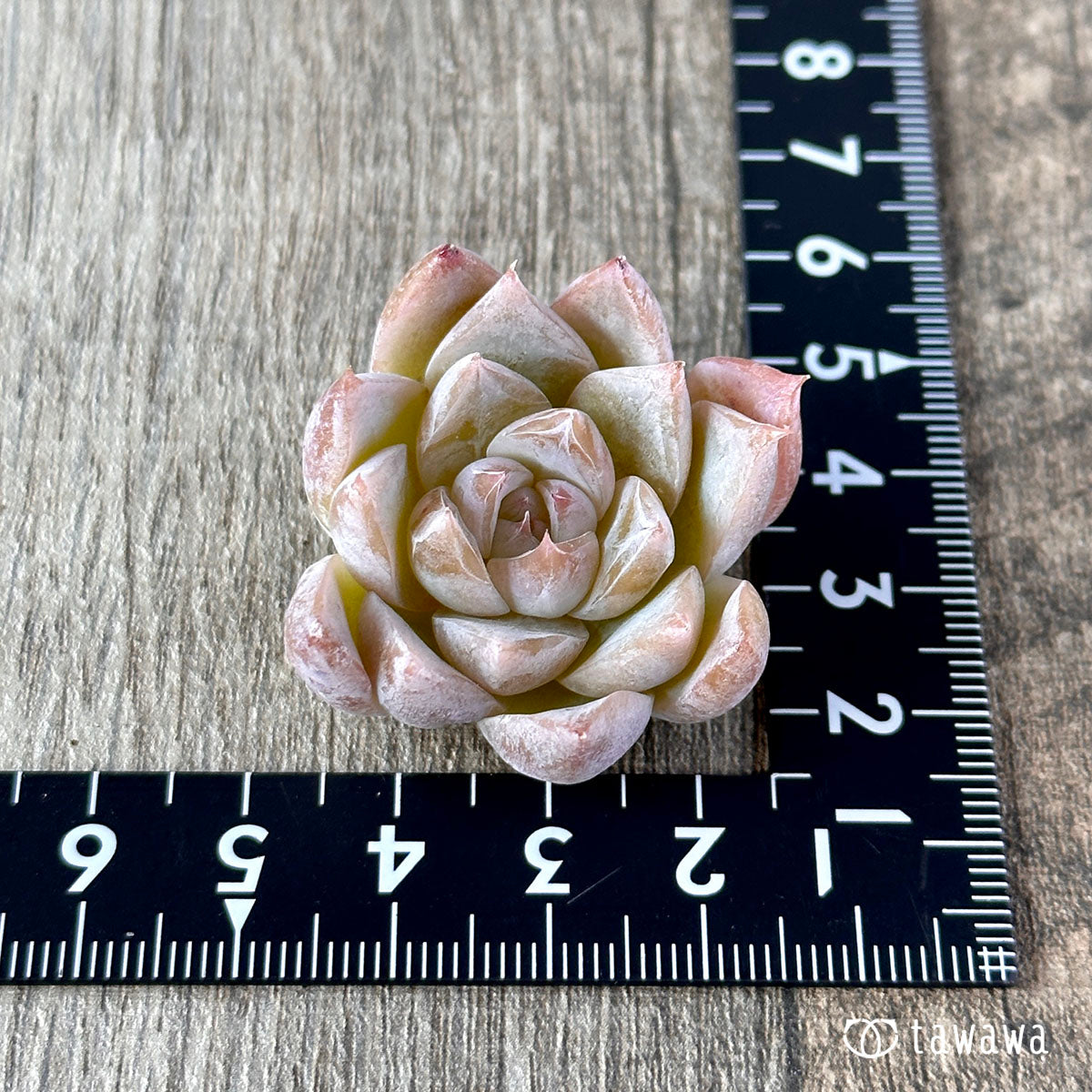New Arrivals: Ice Green