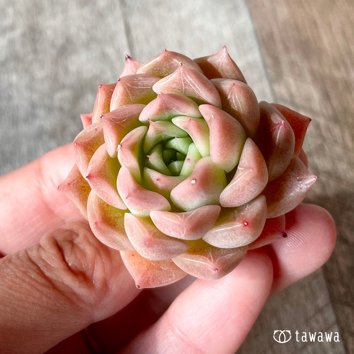 하이롤라(챔피싹)