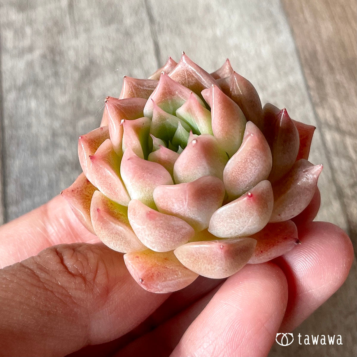 하이롤라(챔피싹)