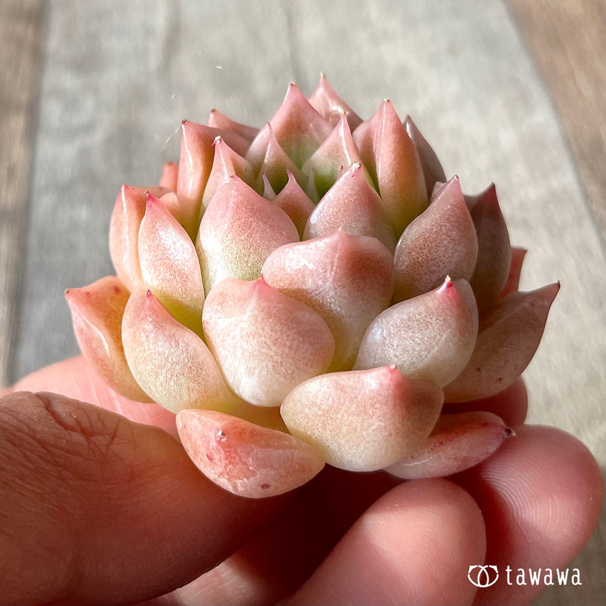 하이롤라(챔피싹)