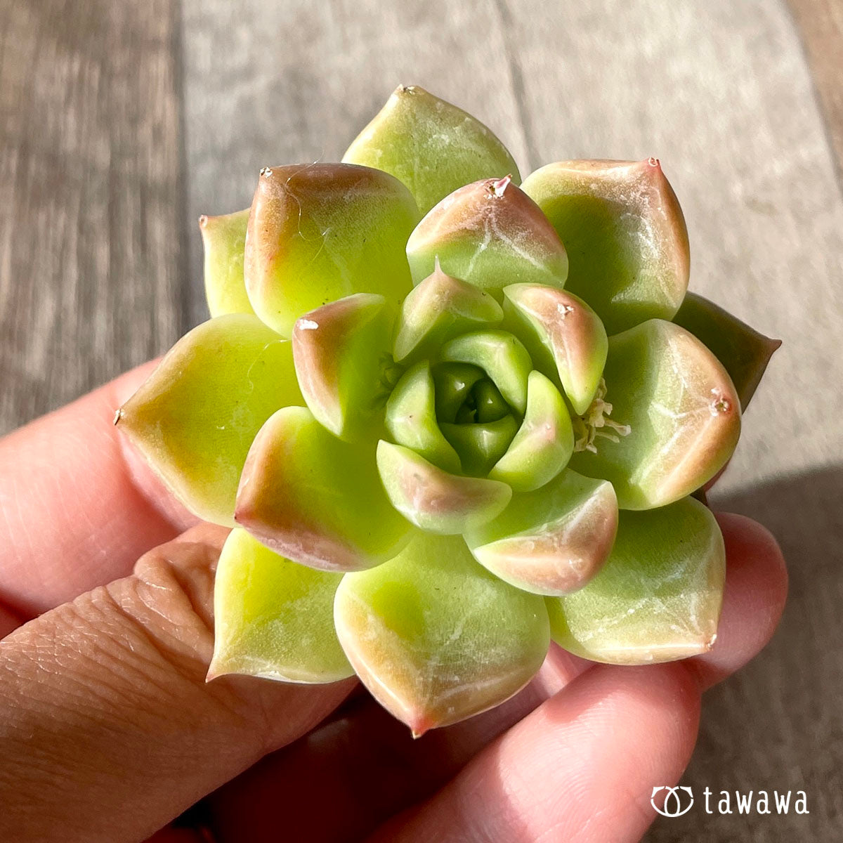 하이롤라(챔피싹)