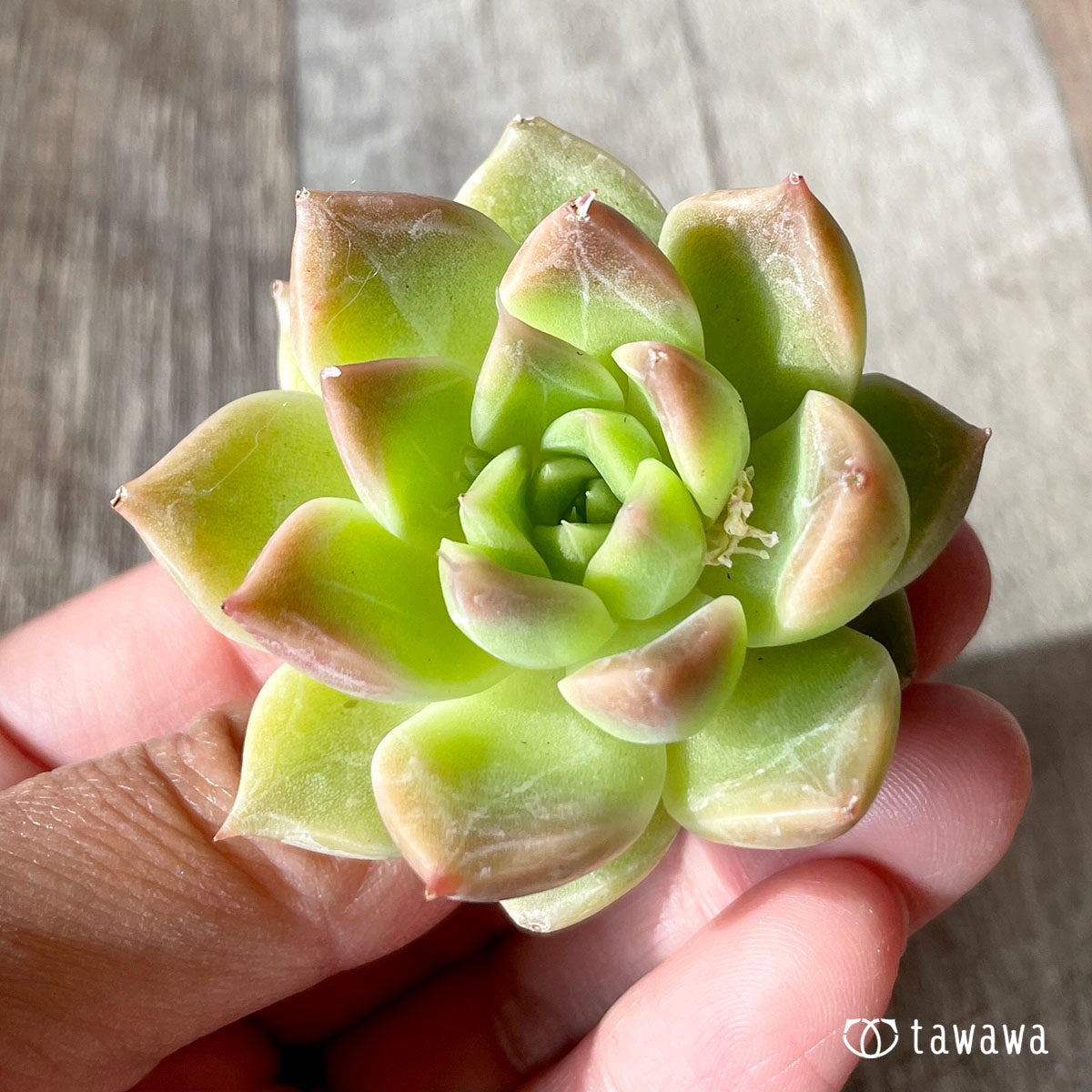 하이롤라(챔피싹)