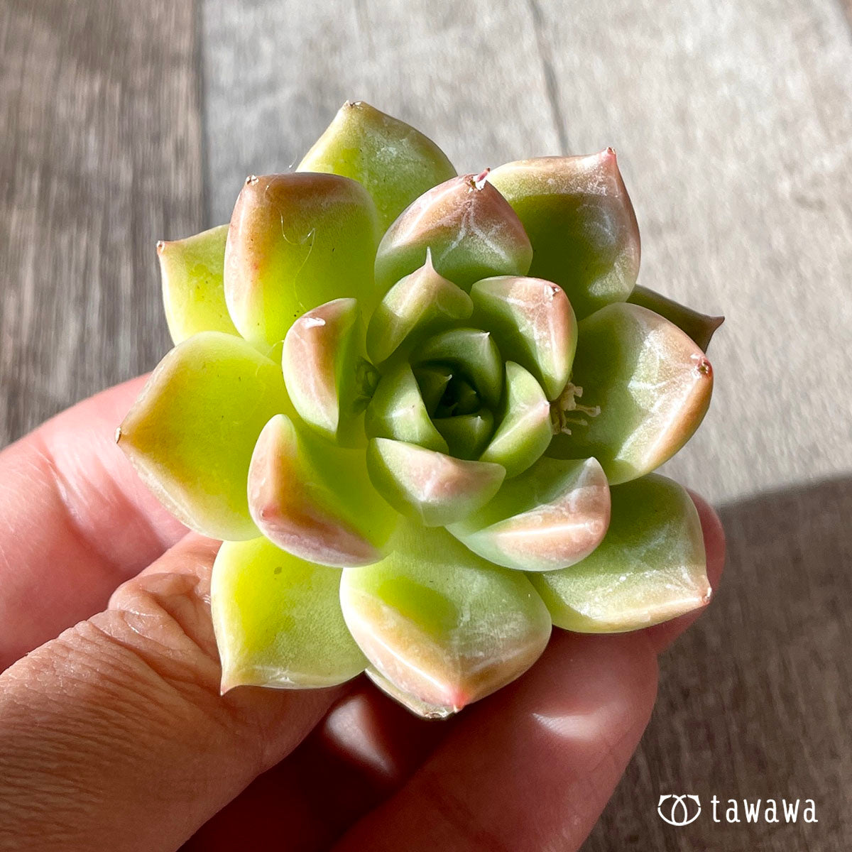 하이롤라(챔피싹)
