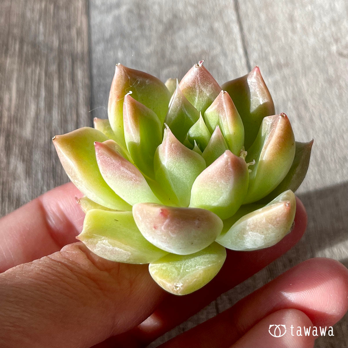 하이롤라(챔피싹)