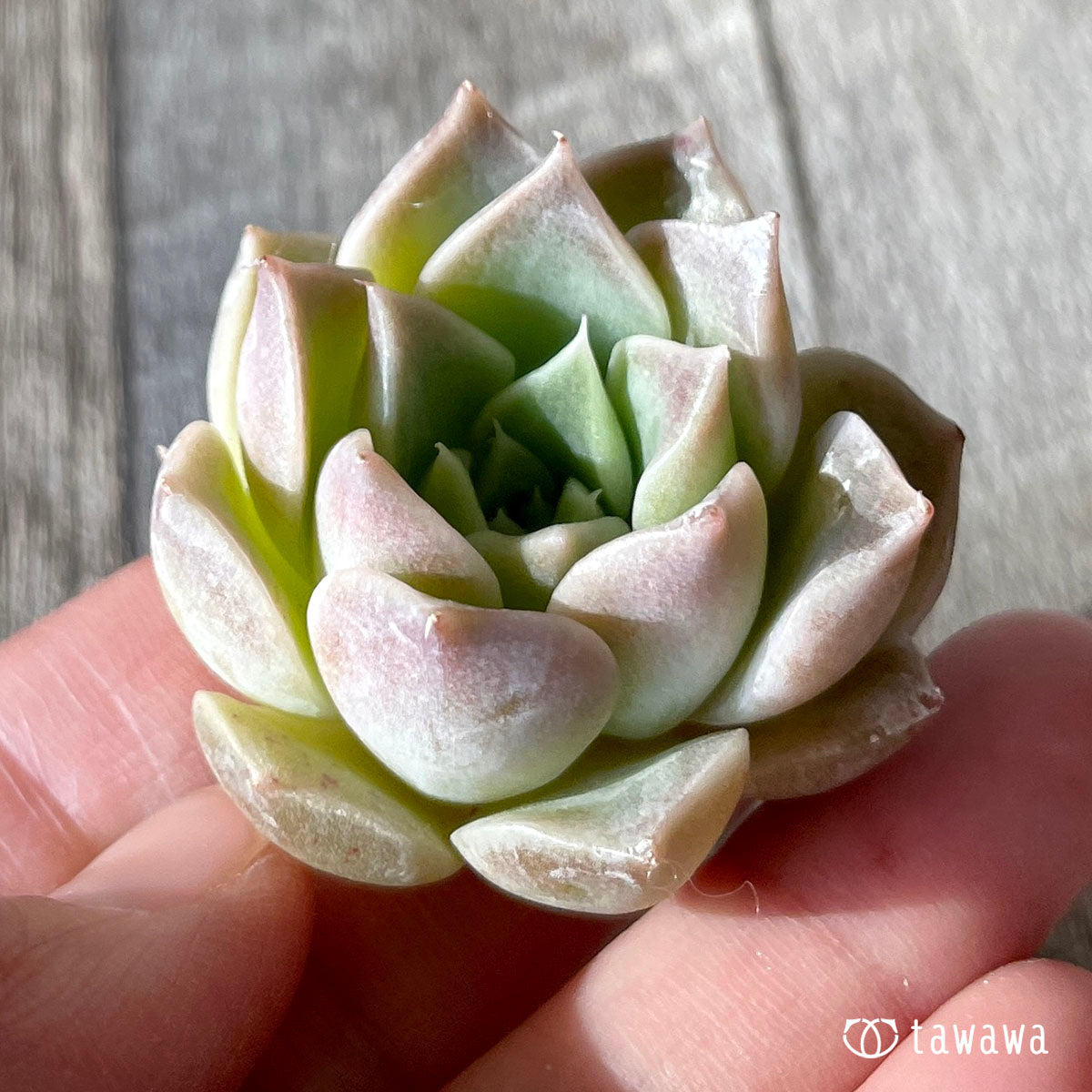 하이롤라(챔피싹)
