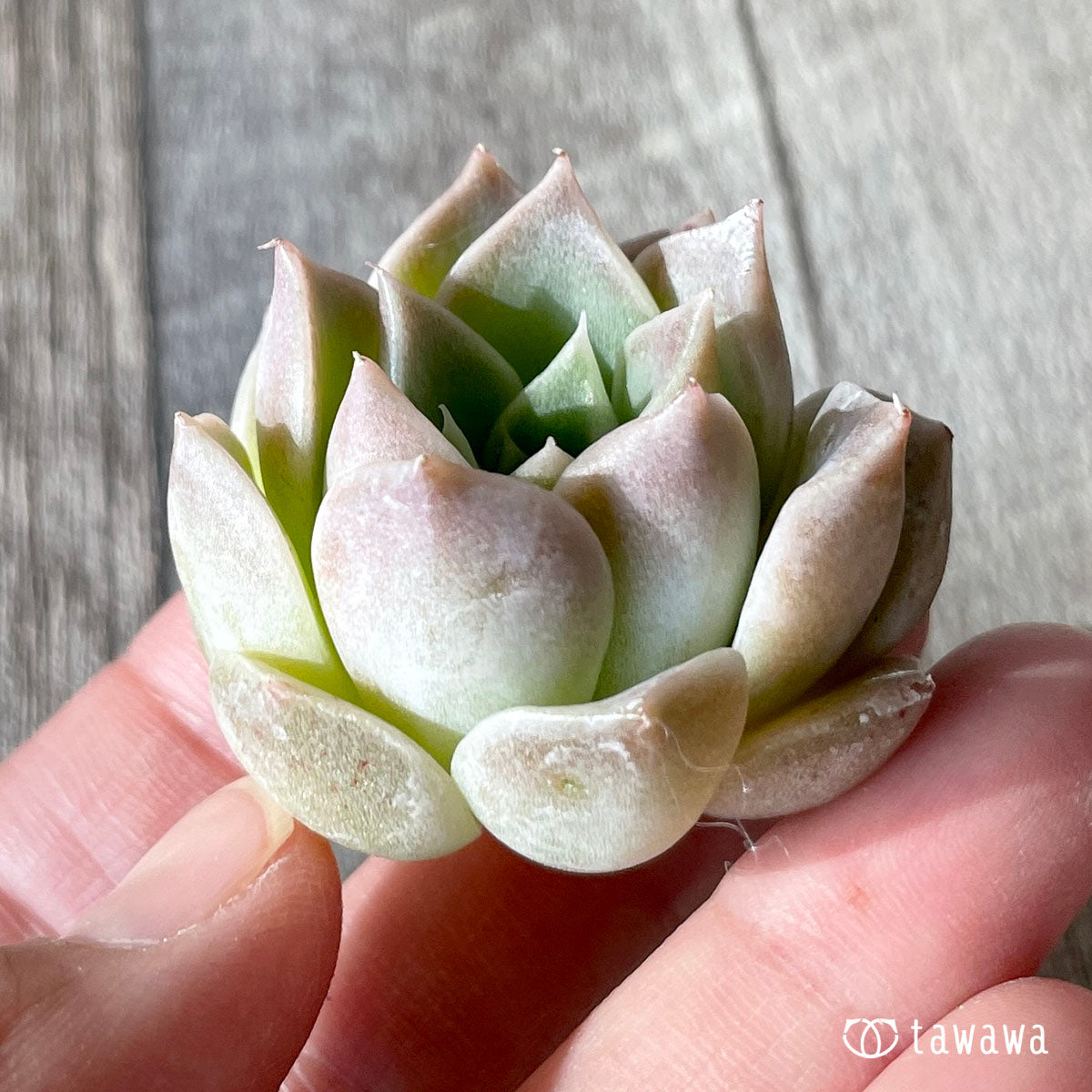 하이롤라(챔피싹)