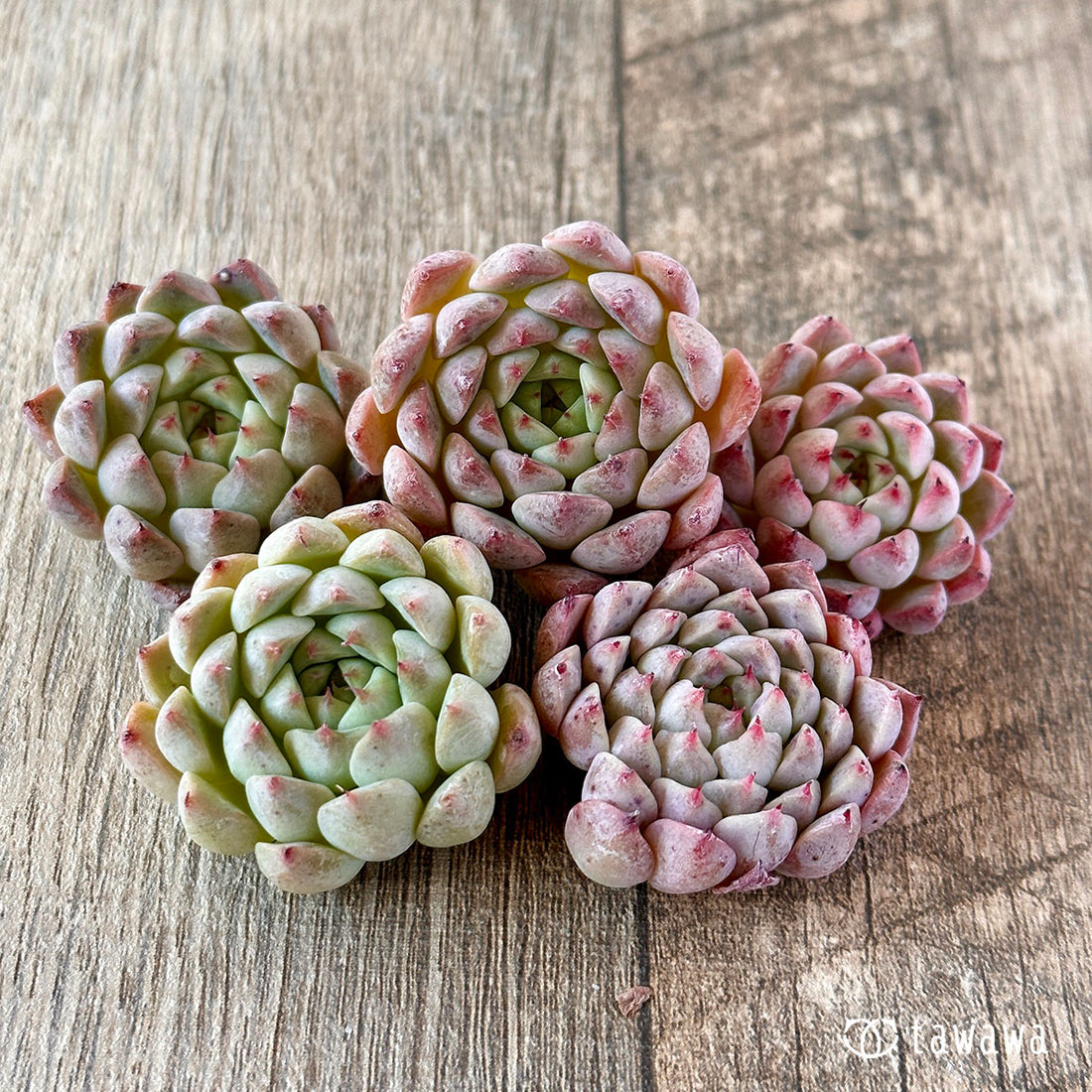 New Arrivals: Ice Green