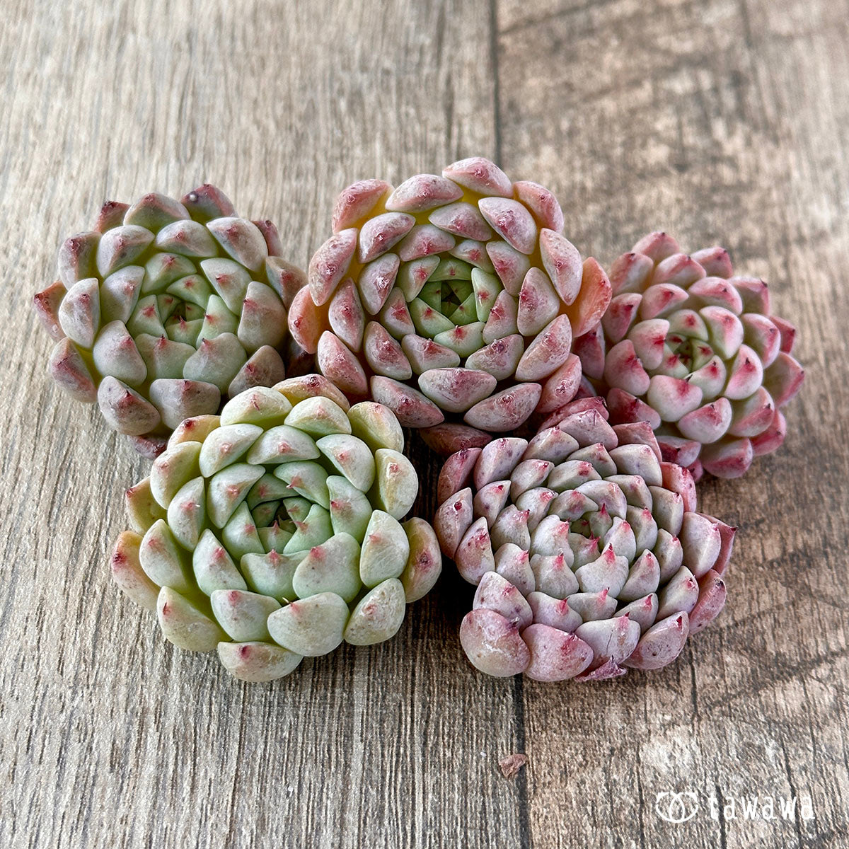 New Arrivals: Ice Green