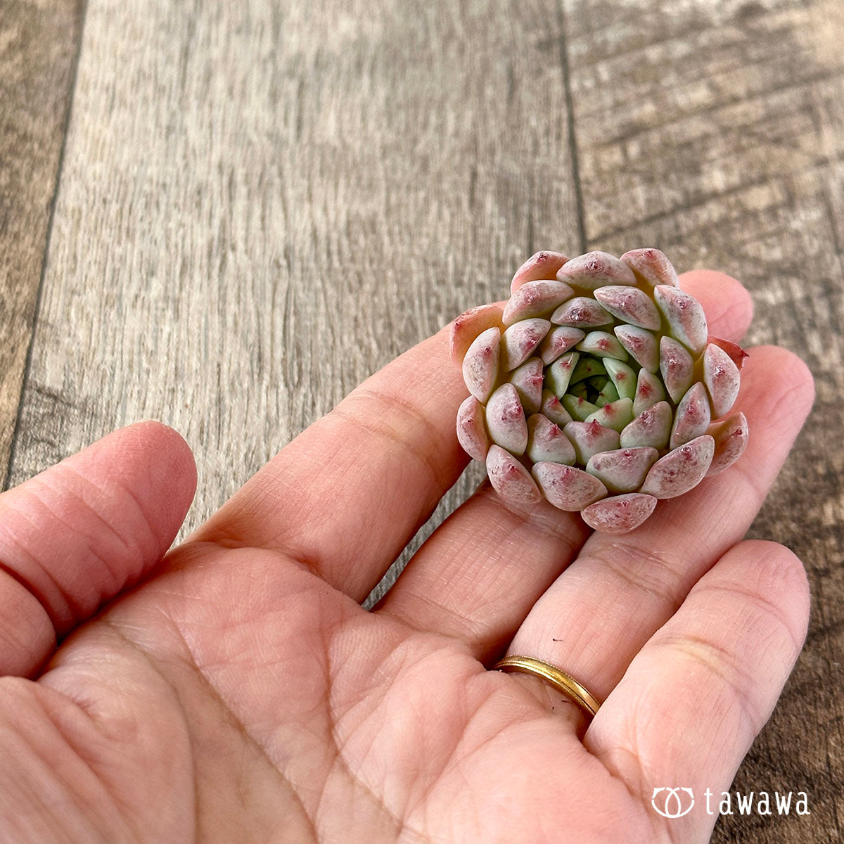 New Arrivals: Ice Green