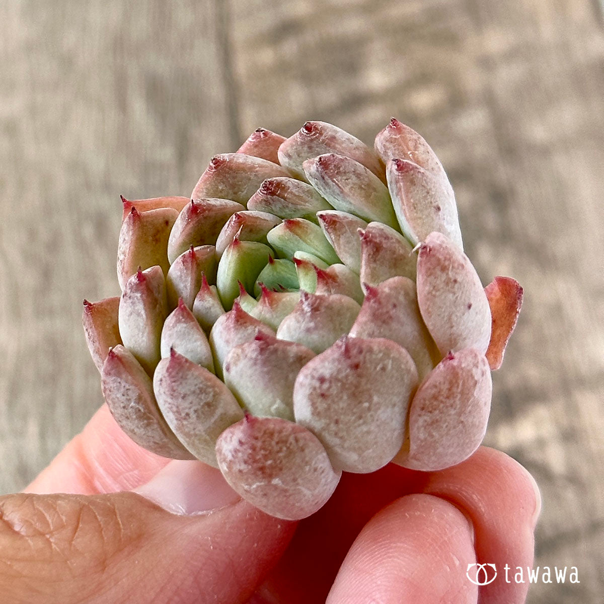 New Arrivals: Ice Green