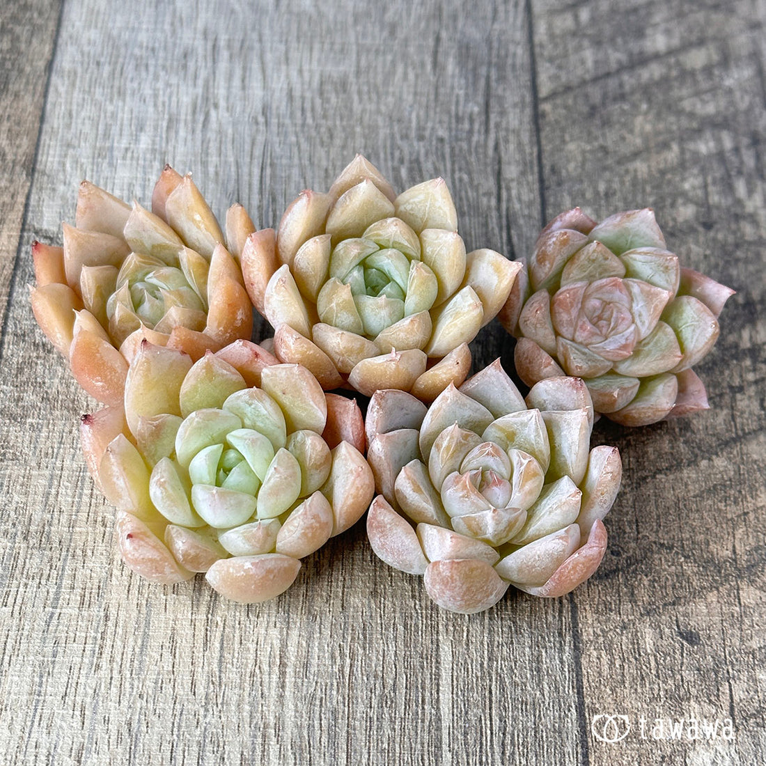 New Arrivals: Ice Green