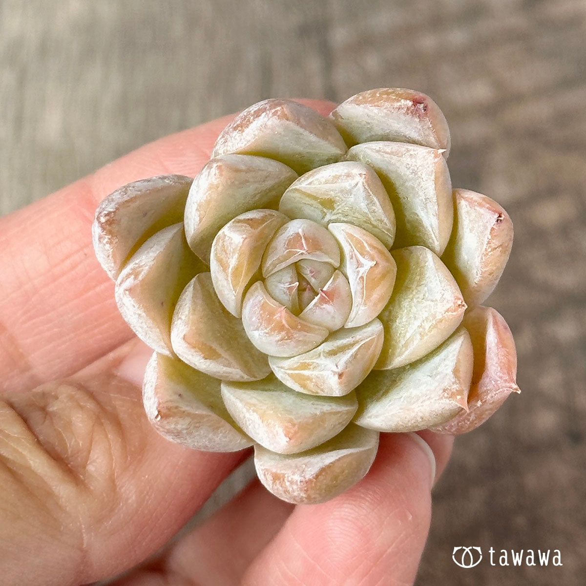 New Arrivals: Ice Green