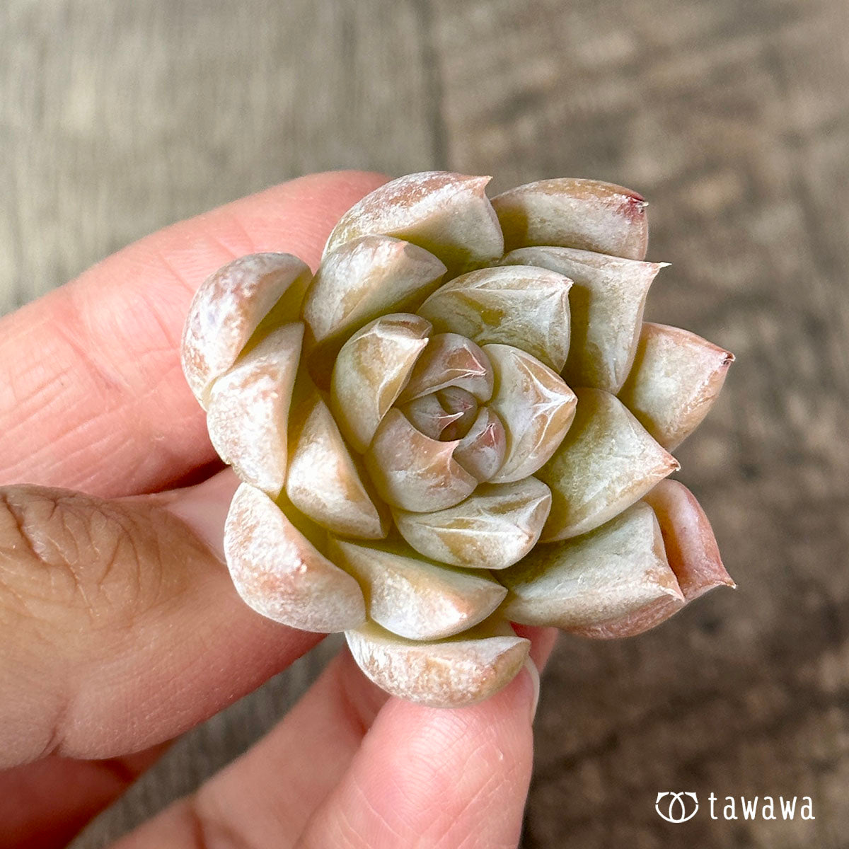 New Arrivals: Ice Green