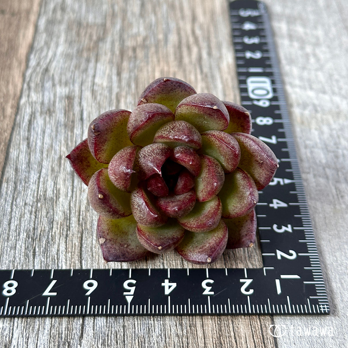 New Arrivals: Ice Green