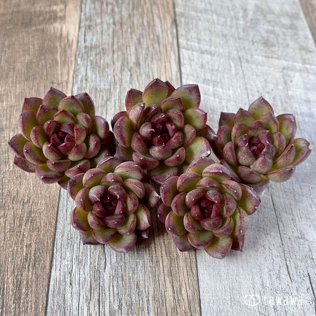 New Arrivals: Ice Green