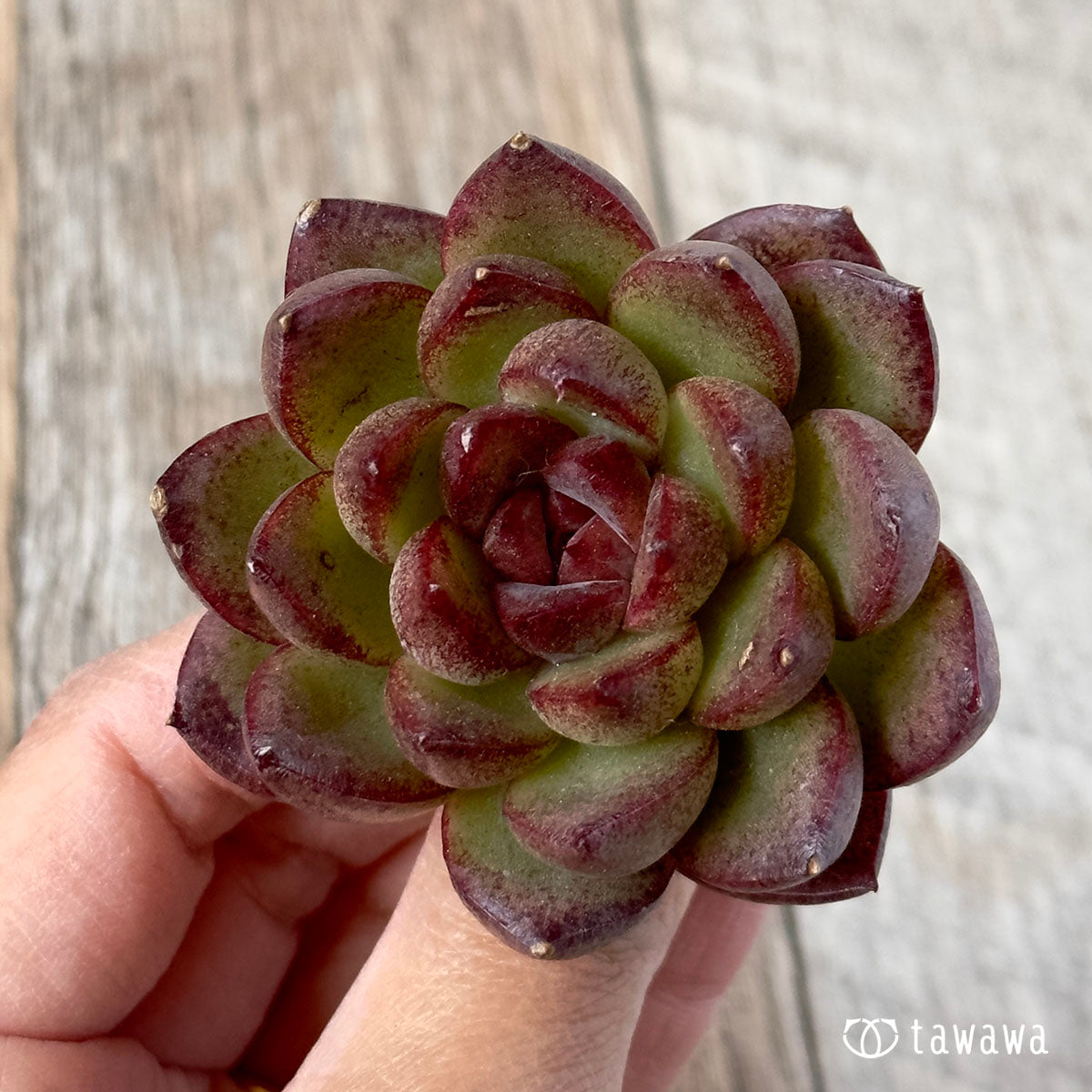 New Arrivals: Ice Green