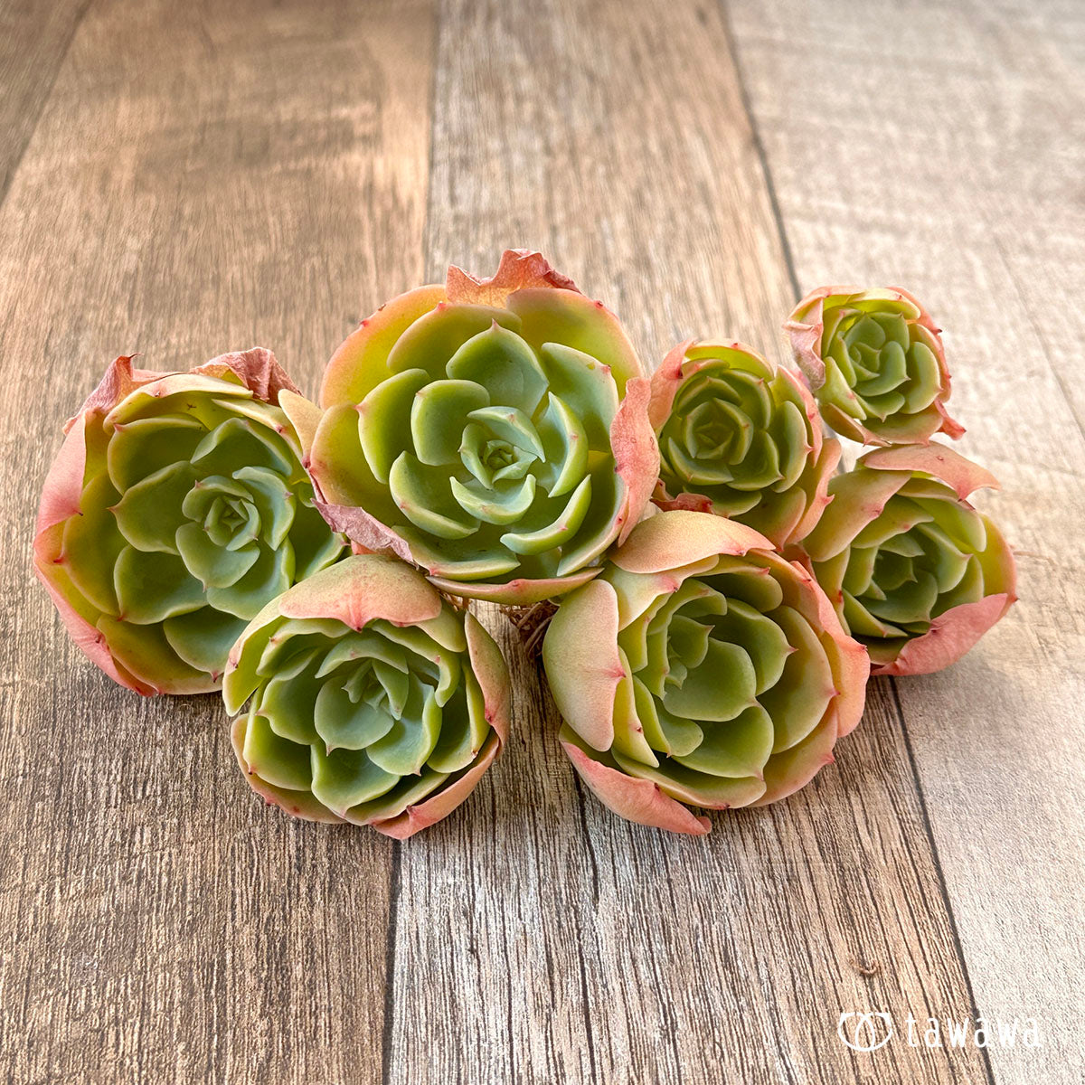 lemon rose