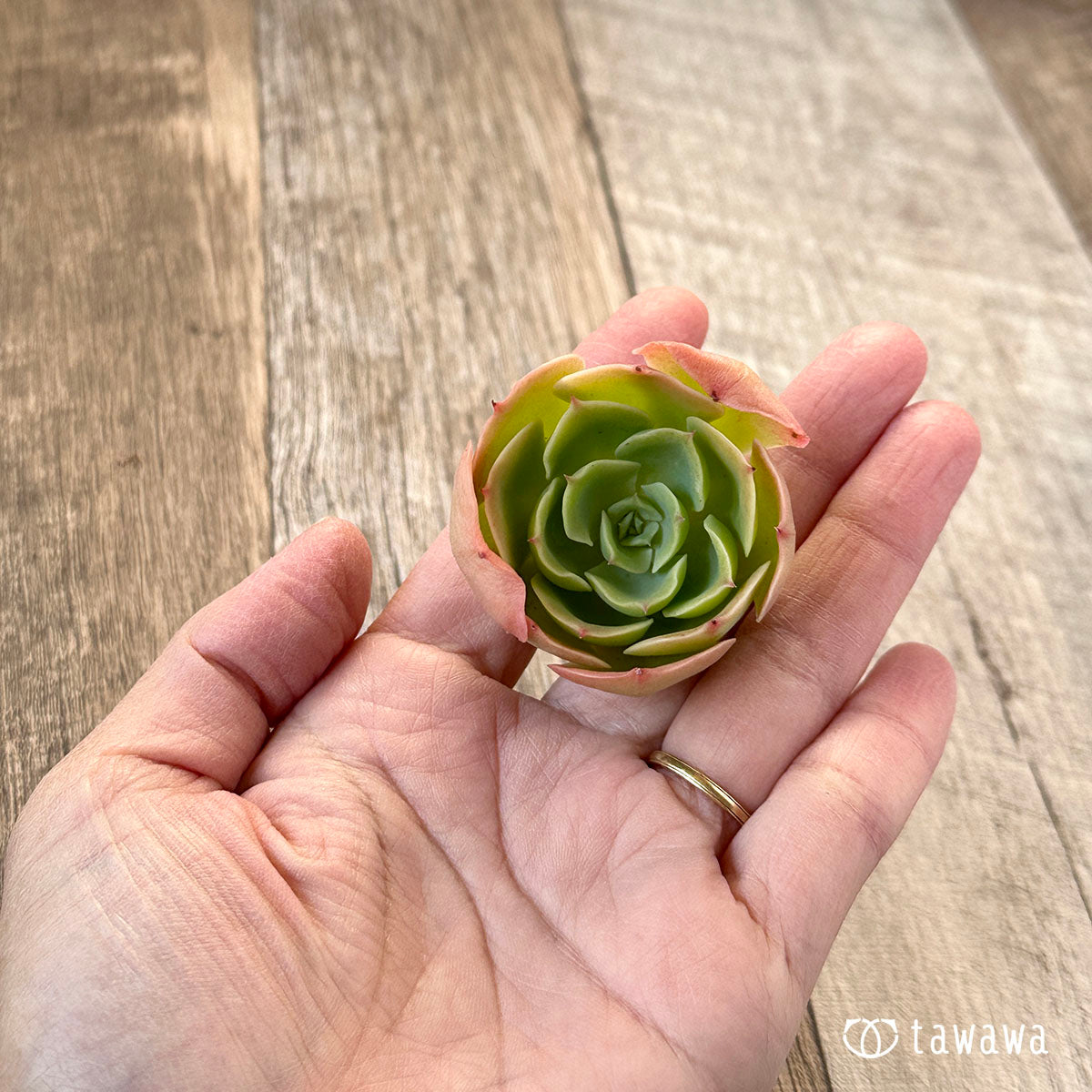 lemon rose