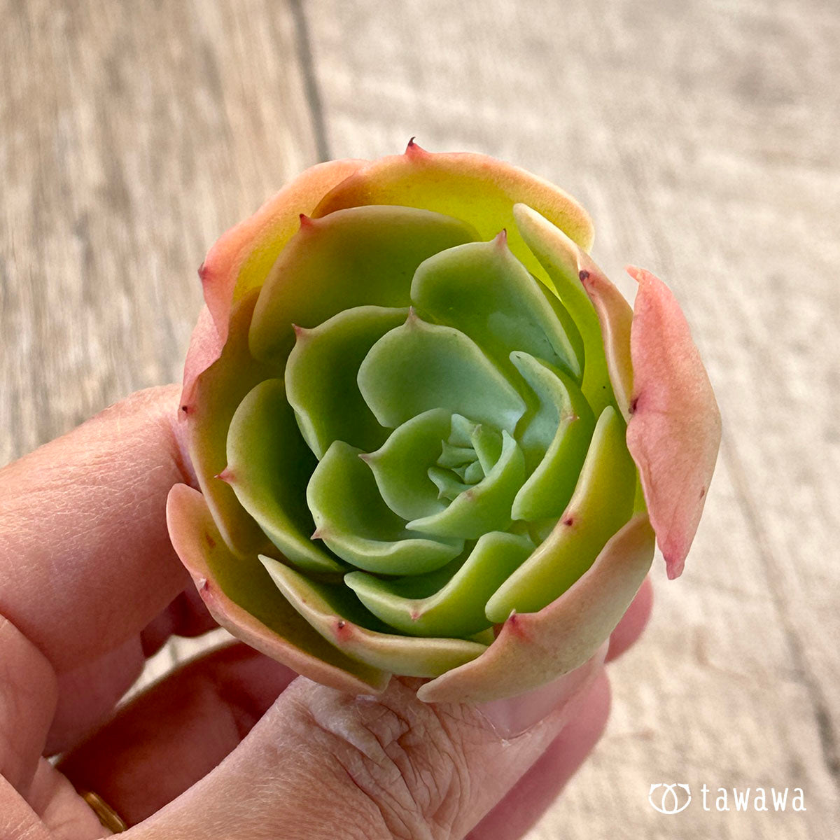lemon rose